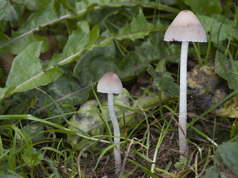 Psathyrella marcescibilis